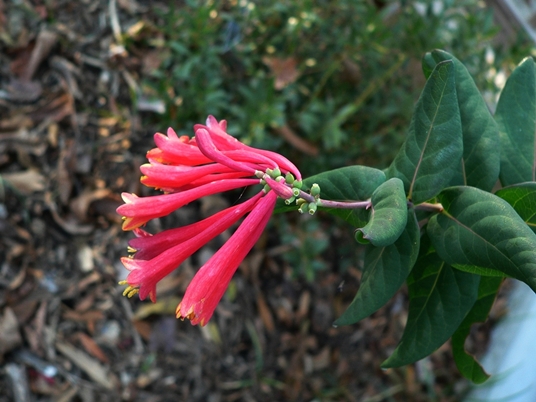 {Lonicera sempervirens}